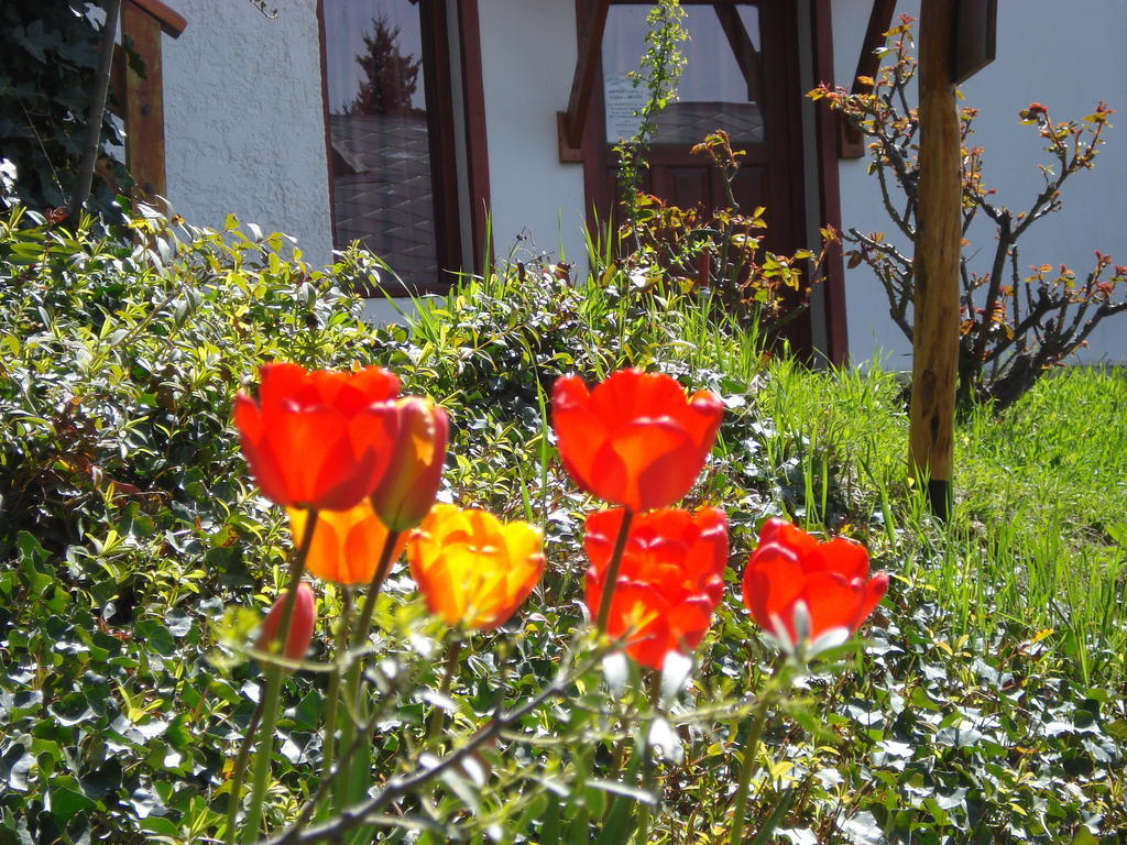 Mont Blanc Bungalows San Carlos de Bariloche Exterior foto